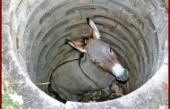 A donkey in a pit!